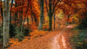 Image of a beautiful country road in the fall