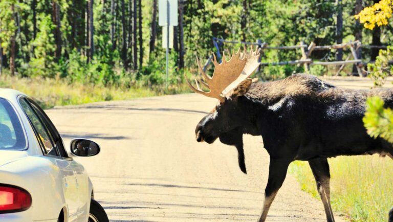 Moose crossing a Maritime road in front of a car.