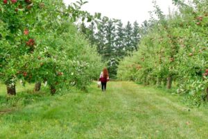apple picking kids memramcook moncton orchard fun pickle planet 1
