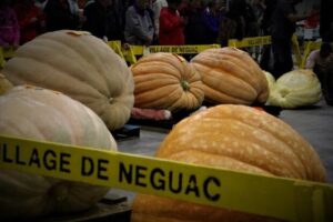 giant pumpkins